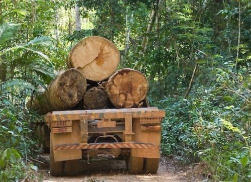 Troncos cortados en Darién. La tala ilegal continúa. (Foto SerTV). 