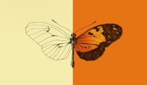 Los genes convierten el lienzo de las alas de las mariposas Heliconius en cientos de variaciones de colores y patrones. (Ilustración por Paulette Guardia).