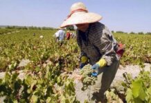 Fuerte concentración de explotaciones agrícolas en la UE y envejecimiento de agricultores