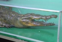 Recordando al lagarto “Juancho”