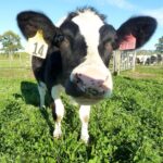 20 años después de Dolly, mucha gente está comiendo carne clonada