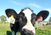 20 años después de Dolly, mucha gente está comiendo carne clonada