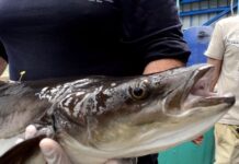 Presencia de pez cobia en Panamá inquieta a científicos