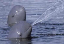 Vaquita marina en peligro