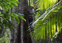 Bosques tropicales secundarios suben de peso rápidamente