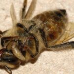 Aparecen en Canadá las abejas zombi