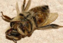 Aparecen en Canadá las abejas zombi
