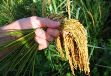 Productores de arroz y consumidores enfrentan la incertidumbre alimentaria