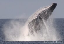 Ballenas en ruta de colisión