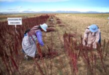 Enfoque mercantil de la biodiversidad preocupa en América Latina
