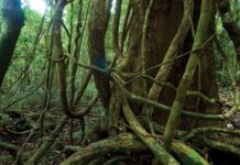 Nueva guía de campo desenmaraña la identificación de enredaderas tropicales