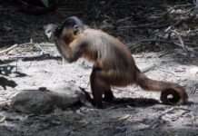 Los monos capuchinos de Brasil usan herramientas de piedra desde hace más de 700 años