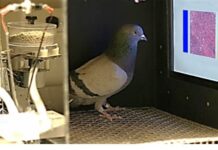 Las palomas ¿mejor que los radiólogos para detectar cáncer?