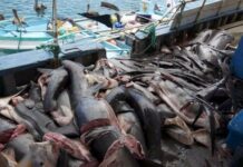Con apoyo de MarViva en Panamá, jueces de seis países sancionarán pesca ilegal