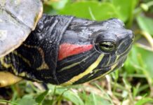 Chequia declara la guerra a las especies invasoras