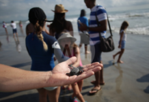 Tortugas intentan sobrevivir en el Pacífico panameño