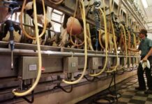 Los antibióticos y la industria alimentaria