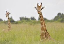 Hay cuatro especies de jirafas africanas (y no sólo una)