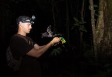 Murciélagos cazadores de ranas superan los ruidos al cambiar de canal sensorial