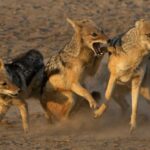 Liberen a Moncada, a Guardia y a los chacales