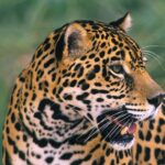 En Panamá han muerto 26 jaguares en lo que va del año