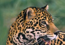 En Panamá han muerto 26 jaguares en lo que va del año