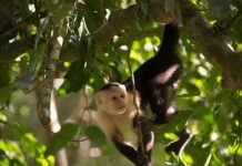 En Panamá, los movimientos de los monos se explican por la estructura del bosque
