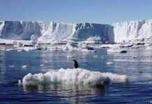 Reserva marina en la Antártida, clave para la humanidad