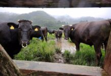 Las vacas de Fukushima