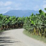 Rodolfo Aguilar Delgado, mártir de las bananeras