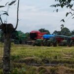 Arroceros panameños en “modo pausa”