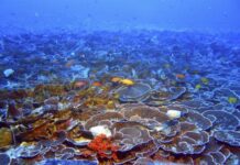 Descubren extensos arrecifes coralinos en las profundidades de Hawái