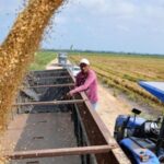 Arroz de cada día en peligro