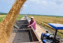 Arroz de cada día en peligro