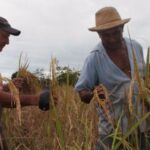 Hacia una nueva generación de políticas a favor del sector agrícola y rural