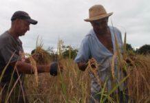 Hacia una nueva generación de políticas a favor del sector agrícola y rural
