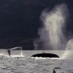 Mina de carbón amenaza paraíso ecológico en Patagonia chilena