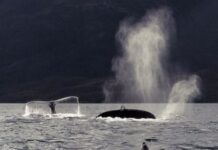 Mina de carbón amenaza paraíso ecológico en Patagonia chilena