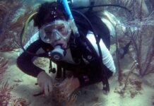 Los corales sobrevivieron al cambio climático en el Caribe