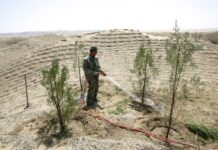 Lucha contra la desertificación sigue la ruta de la seda