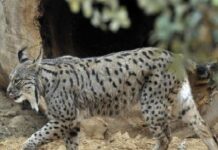 Un proyecto busca reintroducir el lince ibérico en la Comunitat Valenciana, en España
