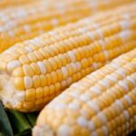 Cuba cultivará transgénicos de maíz y soya en 2017