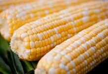 Cuba cultivará transgénicos de maíz y soya en 2017