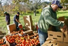 Agricultura y ruralidad en Panamá en el punto de mira