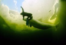 El deshielo del Ártico altera la migración de las belugas