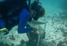 ¿Serán los pequeños herbívoros la nueva esperanza para los arrecifes del Caribe?