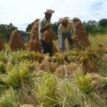 Desafíos del sector agropecuario y rural