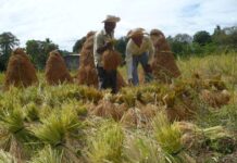 Desafíos del sector agropecuario y rural