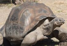 El ímpetu sexual de una tortuga salva a una especie