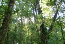 El área intacta del paisaje forestal mundial bajó en más de un 7 por ciento en 13 años